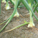 自然農法での玉ねぎの植え方とは？自然農法とは？