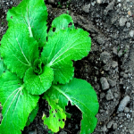 白菜のプランター栽培！土と肥料は？