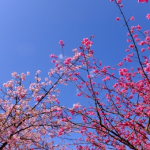 日本人は桜！？中国人は梅！？それぞれに求める美意識とは？