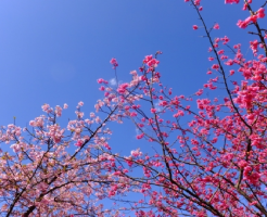 梅 日本 桜 中国
