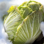 冬の甘い白菜の栽培方法について！コツは？